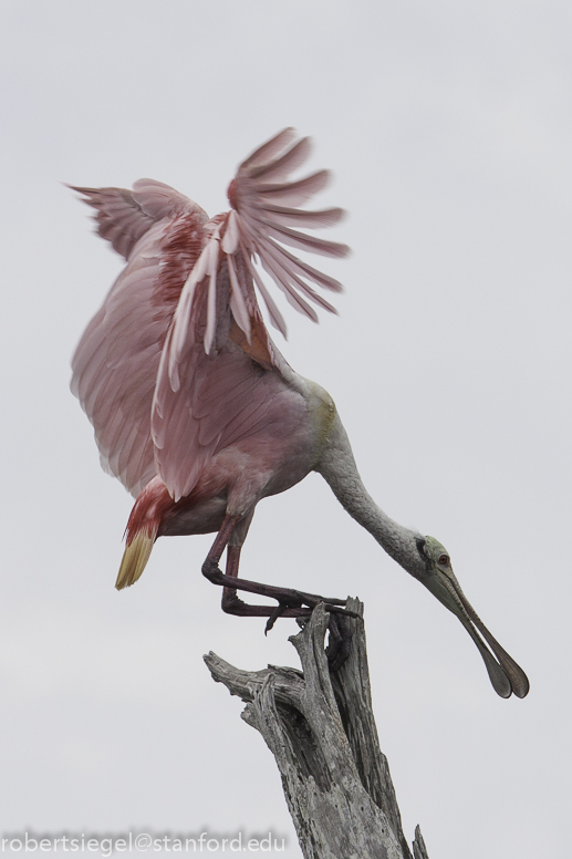 spoonbill